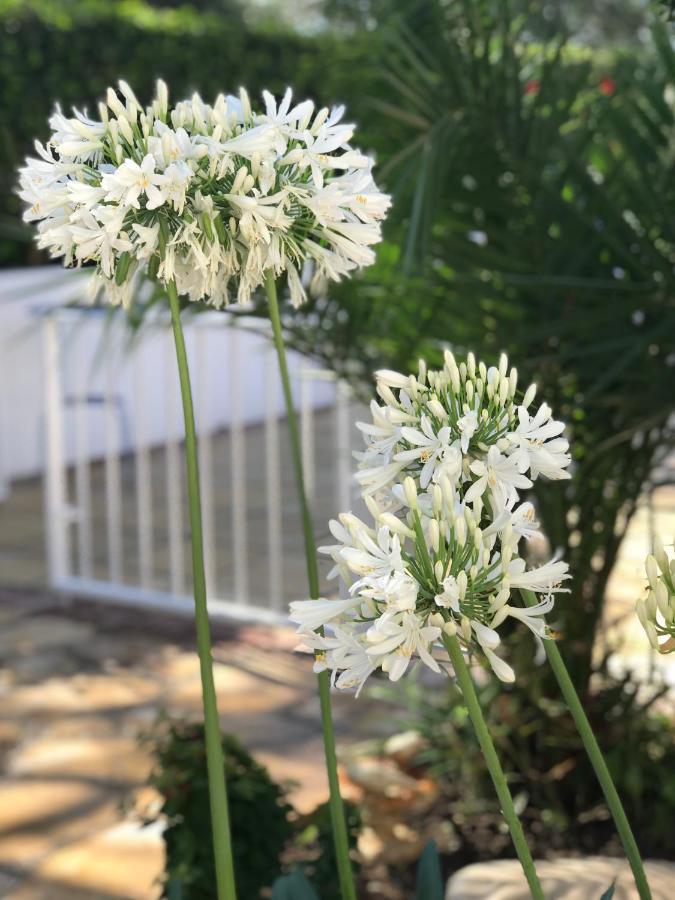 Kiti Villa Elia Bed And Breakfast מראה חיצוני תמונה